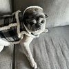 joshuapug619